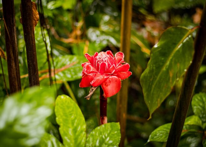 Discover the Diverse Birds of Hawaii