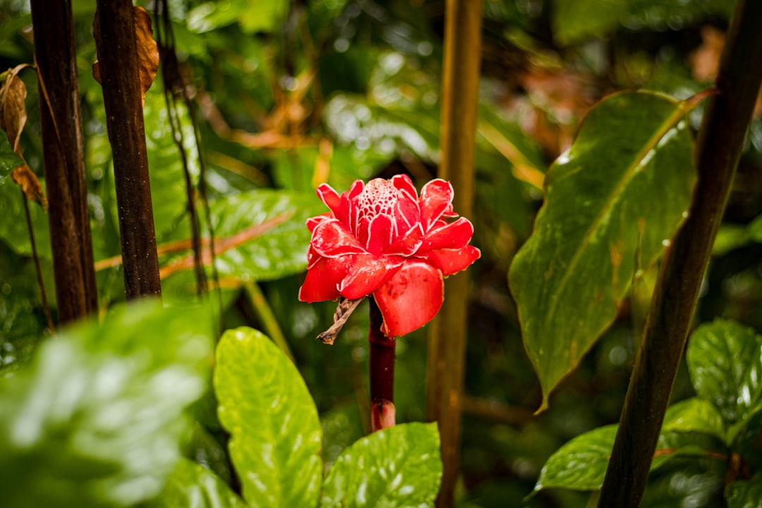 Discover the Diverse Birds of Hawaii